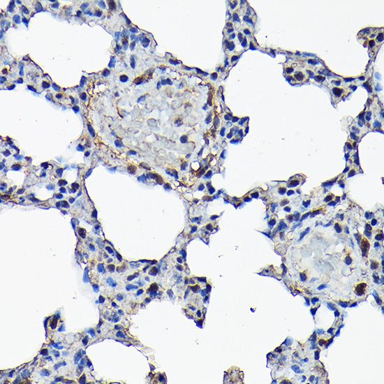 Caspase-8 Rabbit pAb