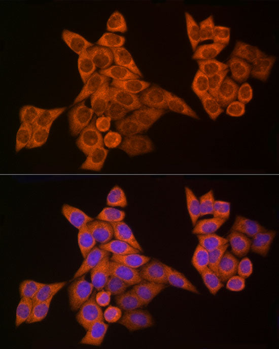 Caspase-8 Rabbit pAb