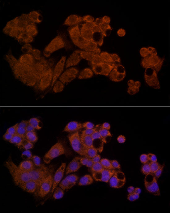 Caspase-8 Rabbit pAb
