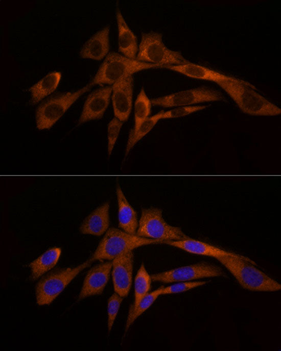 Caspase-8 Rabbit pAb