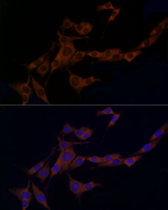 Caspase-8 Rabbit pAb