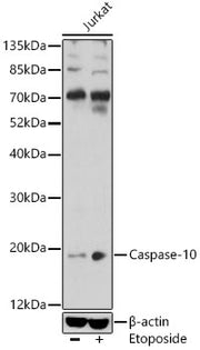 Caspase-10 Rabbit pAb