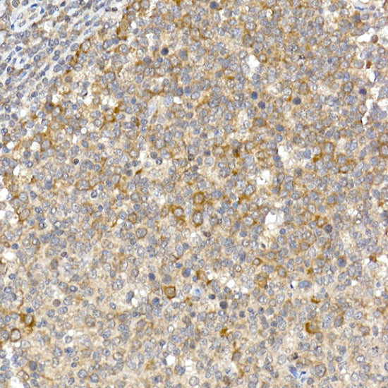 Caspase-12 Rabbit pAb