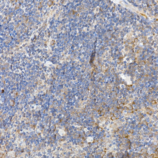 Caspase-12 Rabbit pAb