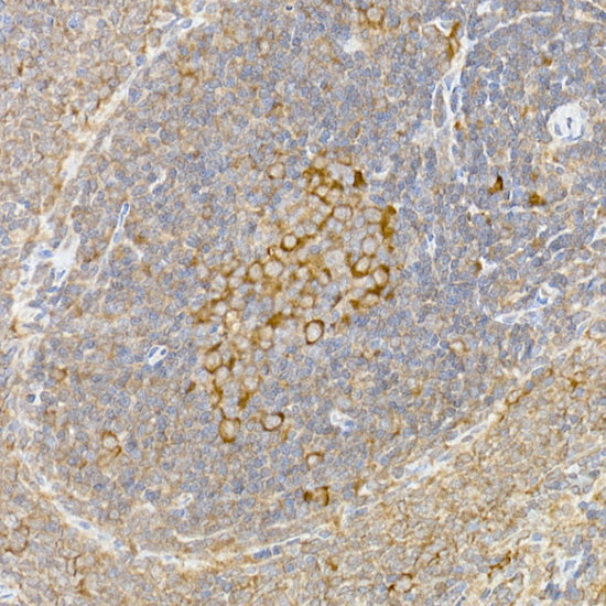 Caspase-12 Rabbit pAb