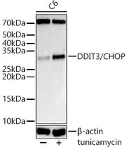 DDIT3/CHOP Rabbit pAb