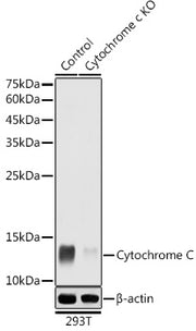 Cytochrome C Rabbit pAb
