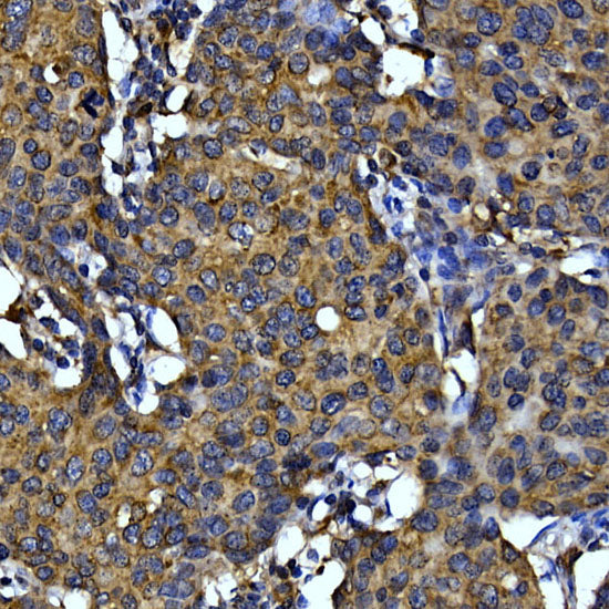 Cytochrome C Rabbit pAb