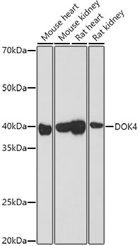 DOK4 Rabbit pAb