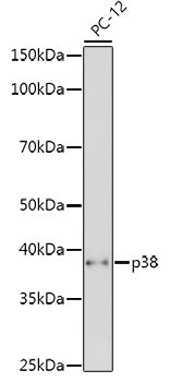 p38 MAPK Rabbit pAb