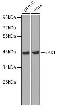 [KD Validated] ERK1 Rabbit pAb