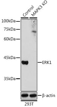 [KD Validated] ERK1 Rabbit pAb