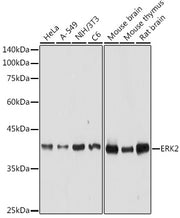 [KO Validated] ERK2 Rabbit pAb