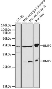 BMP2 Rabbit pAb