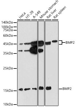 BMP2 Rabbit pAb