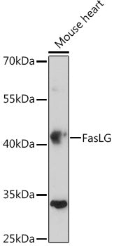 FasLG Rabbit pAb