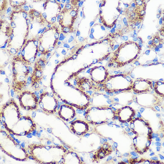 FGF2 Rabbit pAb