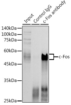 c-Fos Rabbit pAb