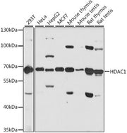 [KD Validated] HDAC1 Rabbit pAb