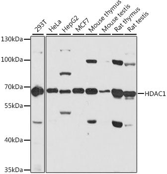[KD Validated] HDAC1 Rabbit pAb