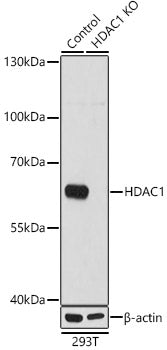 [KD Validated] HDAC1 Rabbit pAb