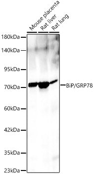 BiP/GRP78 Rabbit pAb