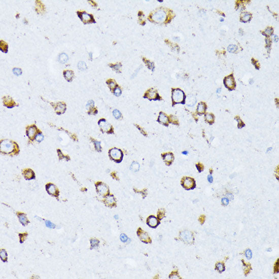 BiP/GRP78 Rabbit pAb