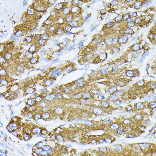 BiP/GRP78 Rabbit pAb
