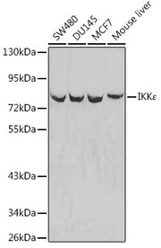 IKKε Rabbit pAb