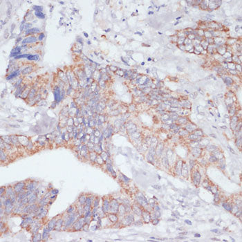 IKKε Rabbit pAb