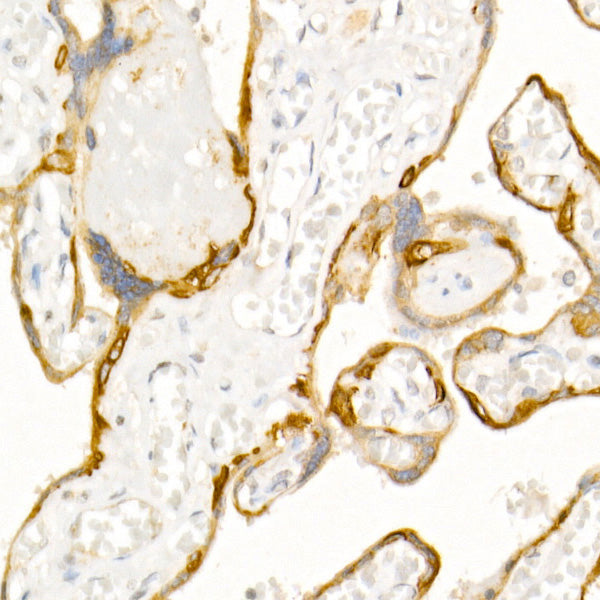 Cytokeratin 19 (KRT19) Rabbit pAb