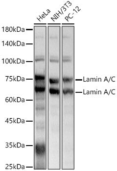 Lamin A/C Rabbit pAb