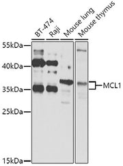MCL1 Rabbit pAb