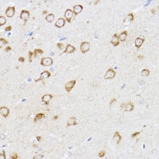 MCL1 Rabbit pAb