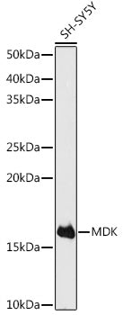 MDK Rabbit pAb