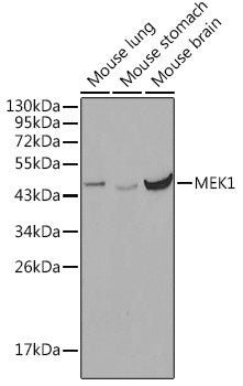 MEK1 Rabbit pAb