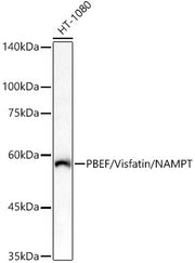 PBEF/Visfatin/NAMPT Rabbit pAb