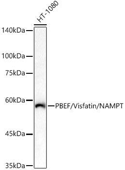 PBEF/Visfatin/NAMPT Rabbit pAb
