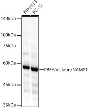 PBEF/Visfatin/NAMPT Rabbit pAb