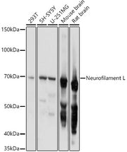 Neurofilament L Rabbit pAb