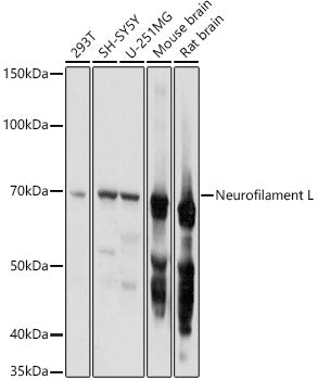 Neurofilament L Rabbit pAb