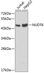 NUDT6 Rabbit pAb