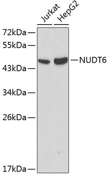 NUDT6 Rabbit pAb