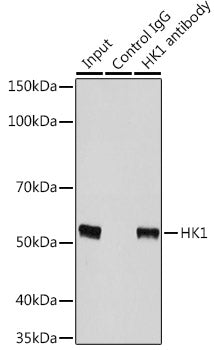 [KO Validated] p53 Rabbit pAb