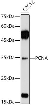 PCNA Rabbit pAb