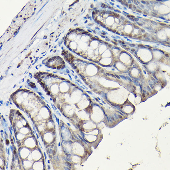 PCNA Rabbit pAb