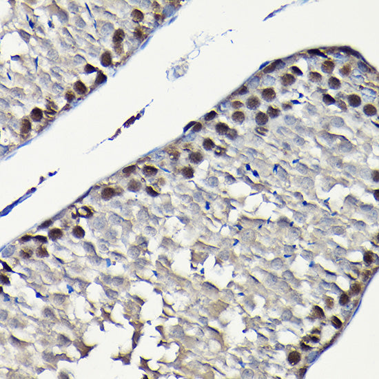 PCNA Rabbit pAb
