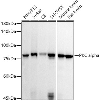 PKC alpha Rabbit pAb