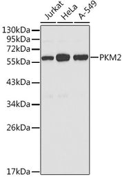 PKM2 Rabbit pAb