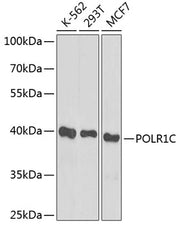 POLR1C Rabbit pAb